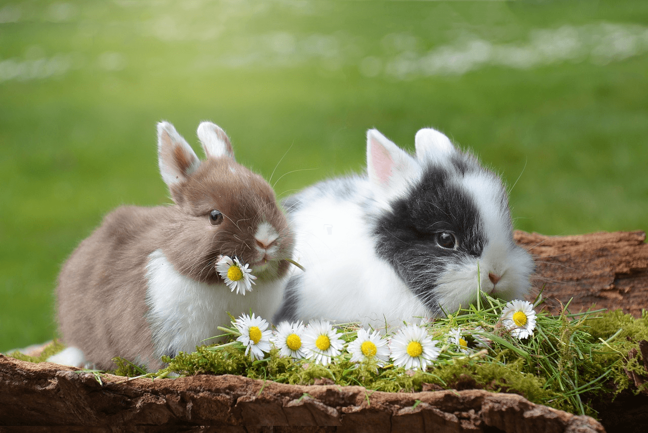Kotwanne aus Kunststoff für den Kaninchenstall, verschiedene Grössen,  hergestellt in der Schweiz