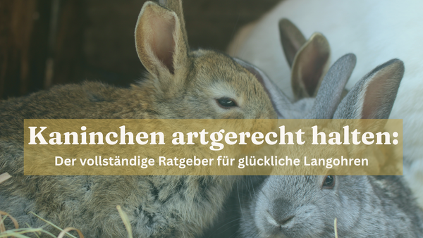 Kaninchen artgerecht halten Ratgeber 2026 sanilu.ch