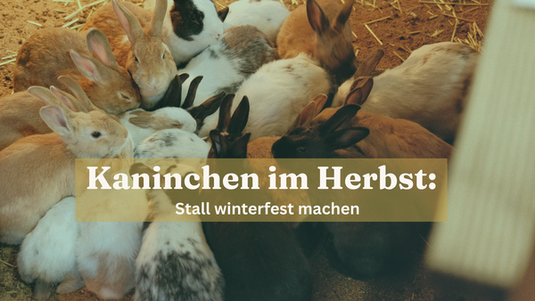 Kaninchen im Herbst: Stall winterfest machen (2026)