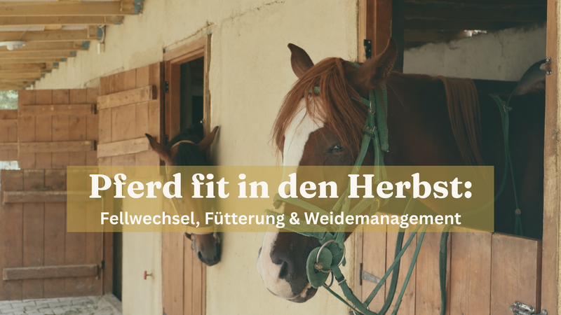 Pferd fit in den Herbst: Fellwechsel, Fütterung & Weidemanagement (2026)