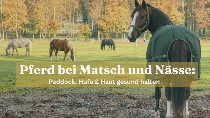 Pferd mit grüner Decke auf einer herbstlichen Matschweide mit Textoverlay: Pferd bei Matsch und Nässe: Paddock, Hufe und Haut gesund halten.