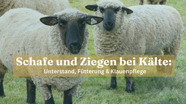 Zwei Schafe mit dunklen Köpfen stehen auf einer grüner Wiese, im Vordergrund ein Textoverlay: Schafe und Ziegen bei Kälte: Unterstand, Fütterung und Klauenpflege