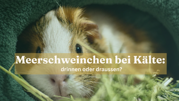 Ein braun-weißes Meerschweinchen schaut aus einer Kuschelhöhle heraus, umgeben von Heu, mit einem Textoverlay: Meerschweinchen bei Kälte: drinnen oder draussen?