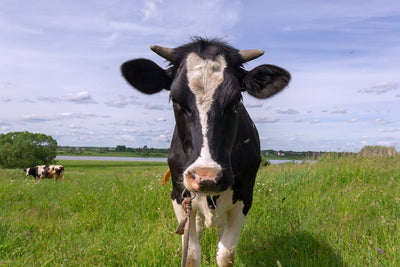 Klimaheuraufen und ihre Auswirkungen auf die Milchproduktion