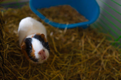 Einrichtung des Meerschweinchenstalls - So geht es