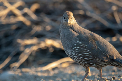 Wachtelhaltung für Einsteiger: Der komplette Leitfaden