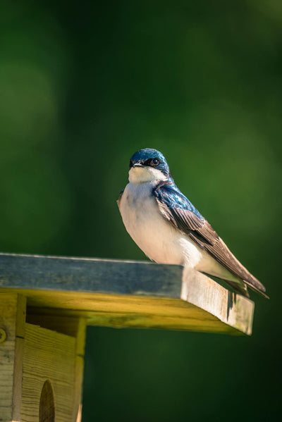 So platzieren Sie Ihren Nistkasten mit Kamera optimal: Tipps für perfekte Einblicke in das Vogelleben