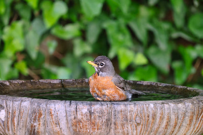 Die Bedeutung von Wasserquellen für Vögel und wie man sie im Garten integriert