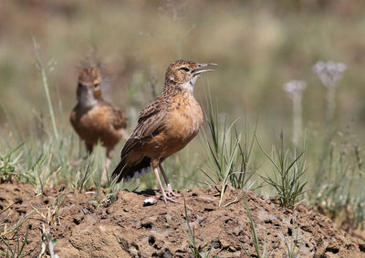 Vogelgrippe Schweiz 2025 - Was Geflügelhalter nun wissen müssen