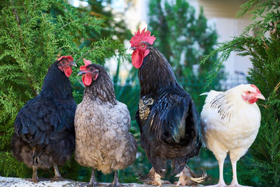 Von Eierlegern bis Zierhühnern: Ein umfassender Guide zu den vielfältigen Hühnerrassen