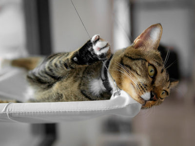 Wie Katzenmöbel das Verhalten Ihrer Katze verbessern können