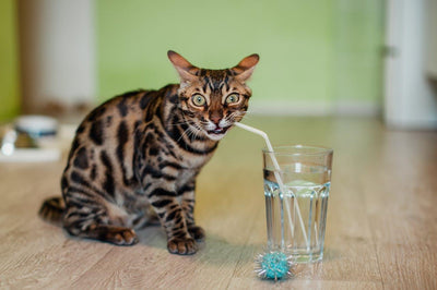 Katze abkühlen - Das hilft im Sommer