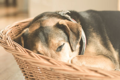Tipps zur Auswahl des perfekten Bettes für Ihren Hund