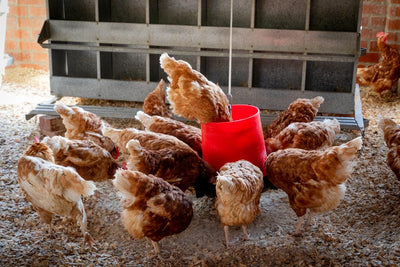 Hühnerhaltung - 5 Tipps für Anfänger