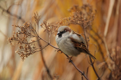 Saisonale Vogelpflege: Tipps für das ganze Jahr