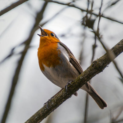 Vögel im Winter füttern: Ein umfassender Leitfaden