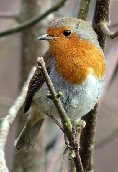 Natürliche Schädlingsbekämpfung: Wie Vögel Ihrem Garten helfen können