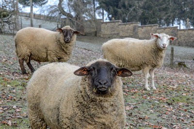 Schafe artgerecht halten - Grundlagen