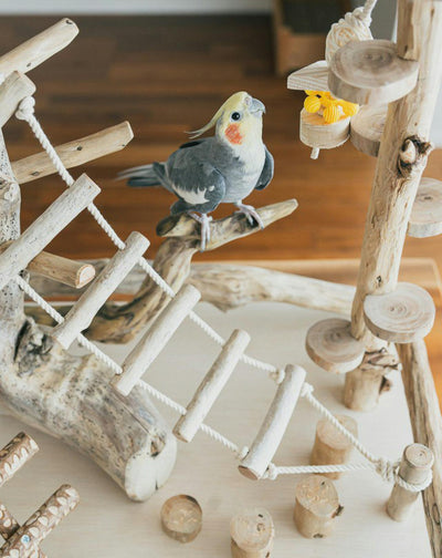 Gesundheitscheck für Vögel: Worauf man achten sollte