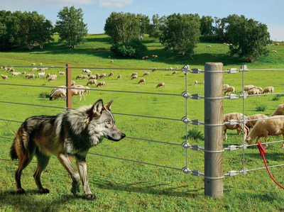Herdenschutz: Wie Sie Ihre Tiere effektiv vor dem Wolf schützen