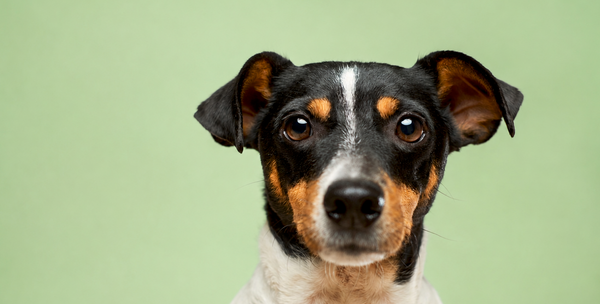 Hundebedarf
