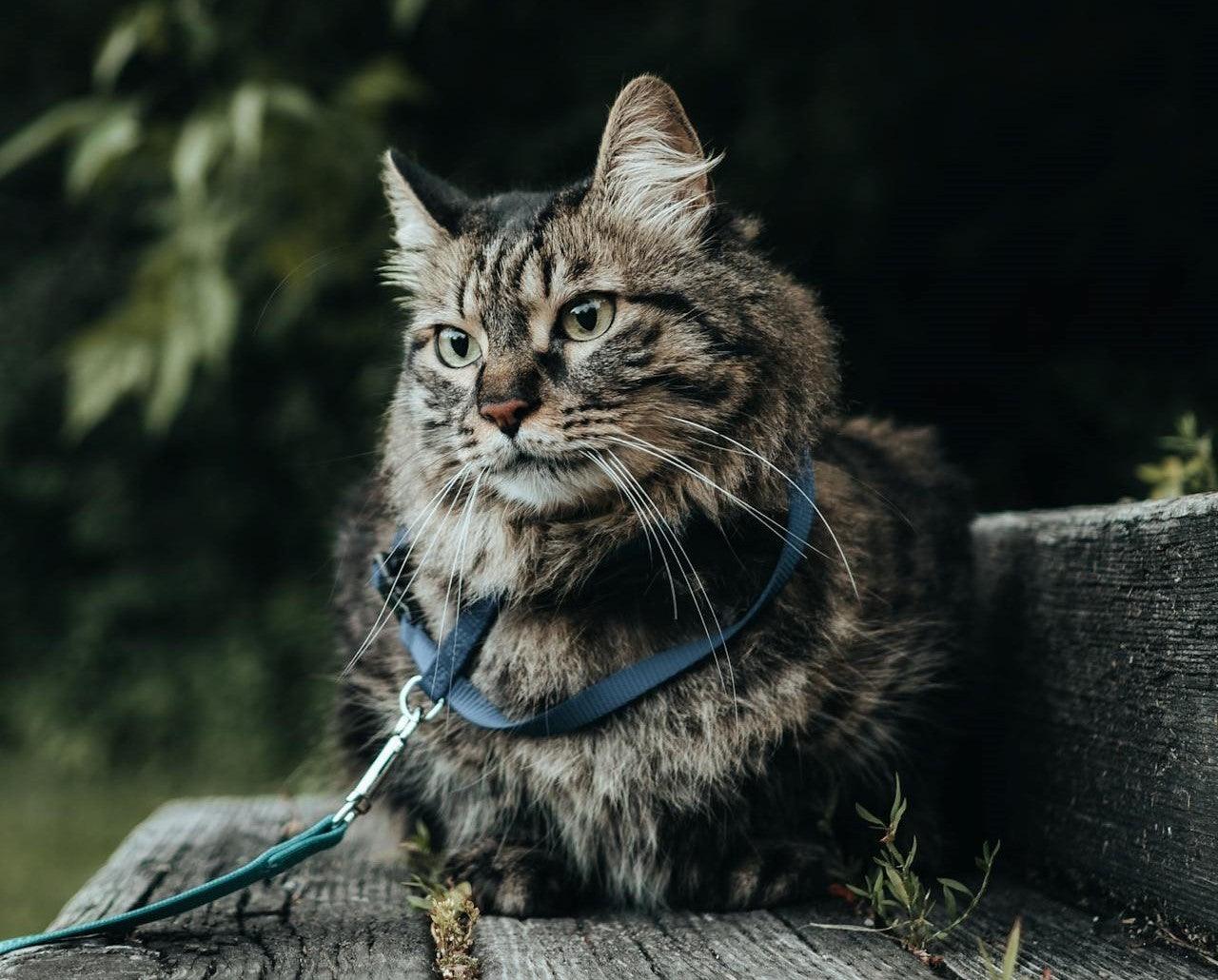 Katzengeschirr Sanilu