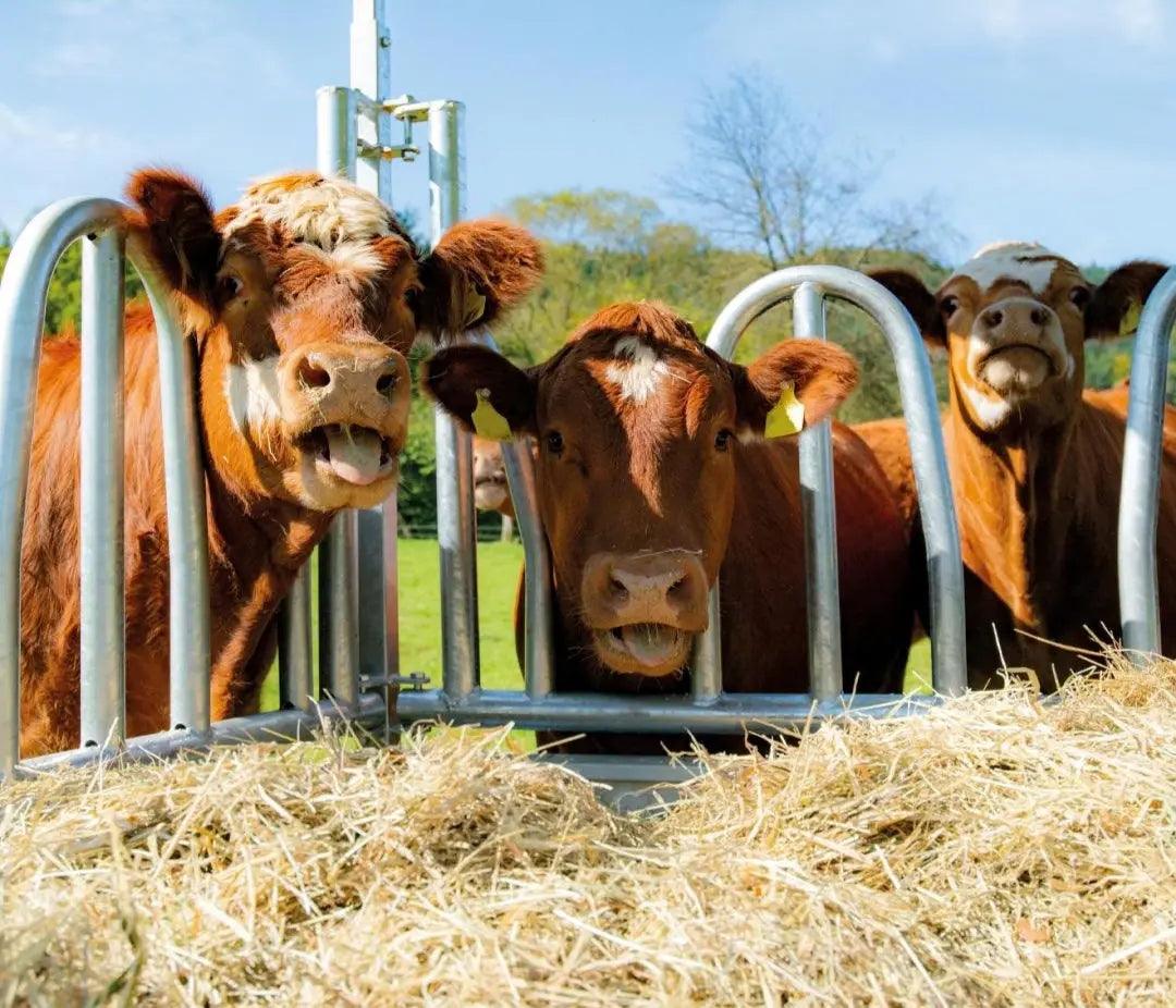 Large bale troughs for cattle Buy now