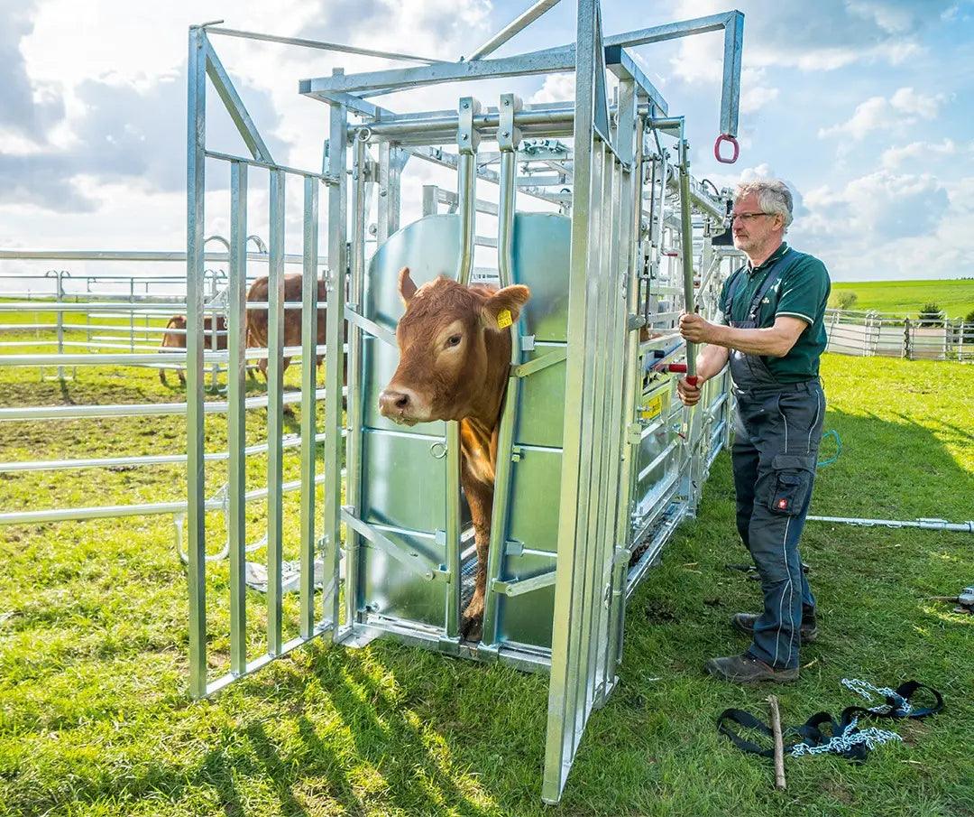 Effiziente Rinder Behandlungsstände für optimale Tierpflege