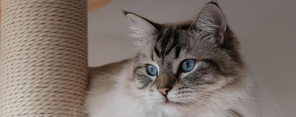 Katzenbedarf