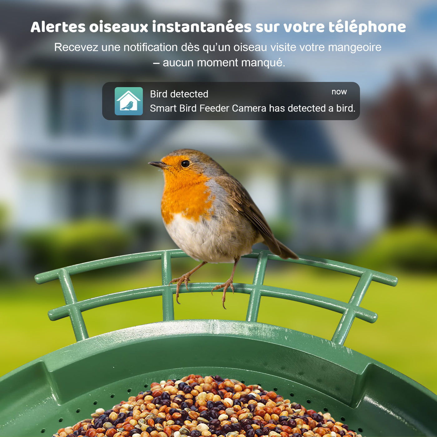 Rotkehlchen sitzt auf einem grünen Vogelfutterspender vor einem unscharfen Wohnhaus; oben erscheint eine Benachrichtigung mit dem Text Bird detected.