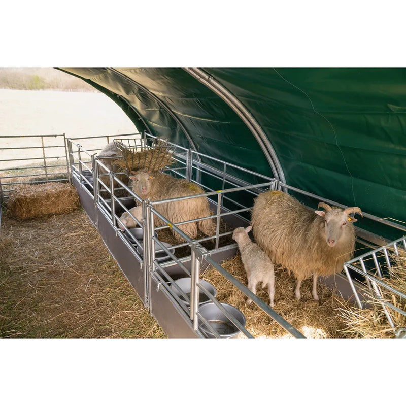 Mehrere Schafe in einem Metall-Fütterungsstall unter einer grünen Überdachung; ein Lamm neben einem erwachsenen Schaf mit Hörnern, Heu auf dem Boden und Futtertröge am Rand.