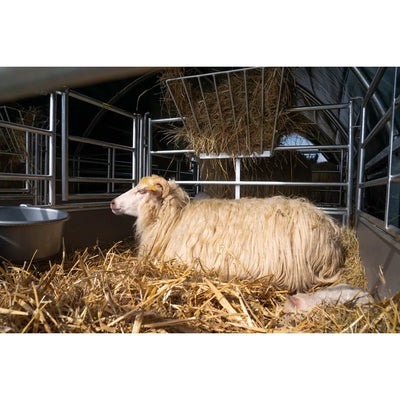 Schaf liegt auf Stroh in einem Stall mit Metallgitterwänden; links steht ein Wasserbehälter.