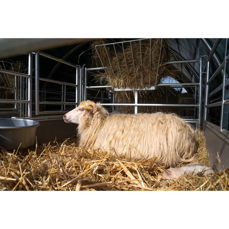 Schaf liegt auf Stroh in einem Stall mit Metallgitterwänden; links steht ein Wasserbehälter.