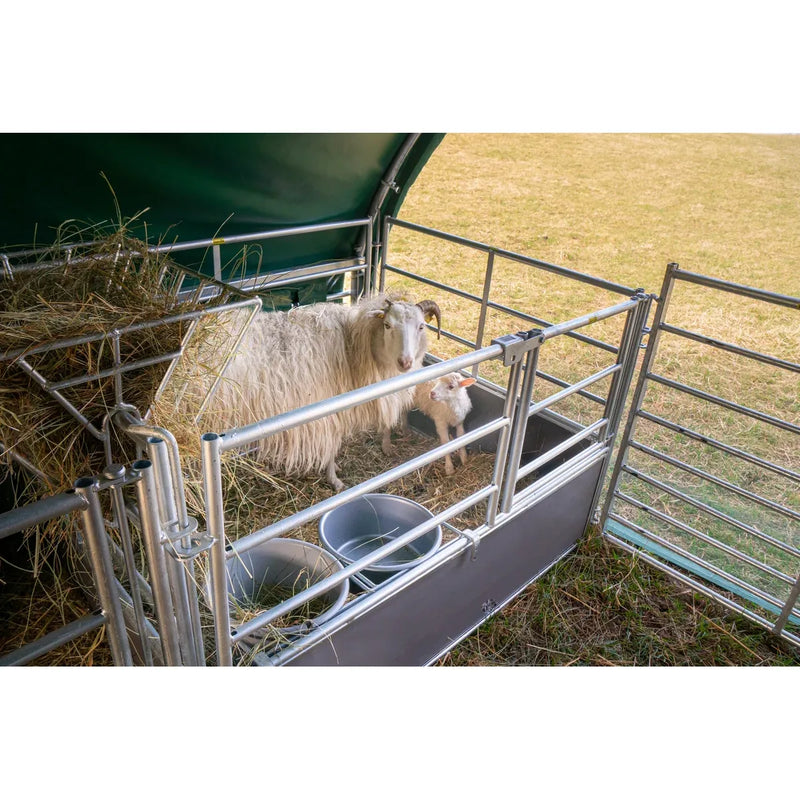 Weisses Schaf mit Hörnern steht im Metallgehege neben einem Lamm; Heu liegt im Gehege, Wasserbehälter stehen vorne auf der Weide.
