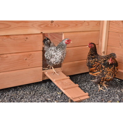 Zwei Hühner vor einem Holzschuppen mit Rampe; eine grau-weiss gemusterte Henne steigt die Holzrampe hinauf, die andere braun gemusterte Henne steht daneben auf Kiesboden.