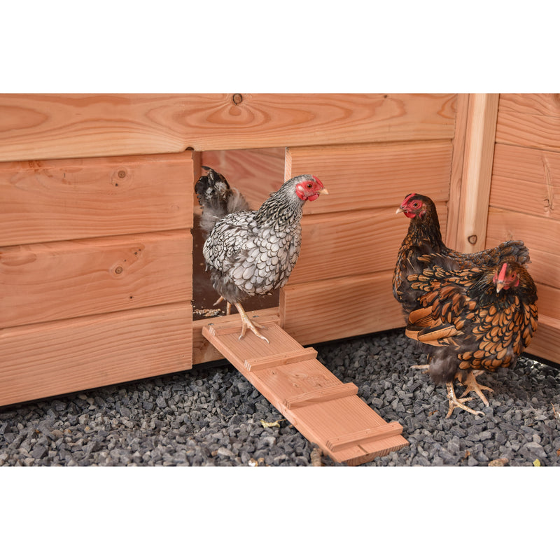 Zwei Hühner vor einem Holzschuppen mit Rampe; eine grau-weiss gemusterte Henne steigt die Holzrampe hinauf, die andere braun gemusterte Henne steht daneben auf Kiesboden.