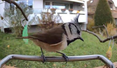 Vogelfutterhaus mit Kamera Sanilu Sanilu