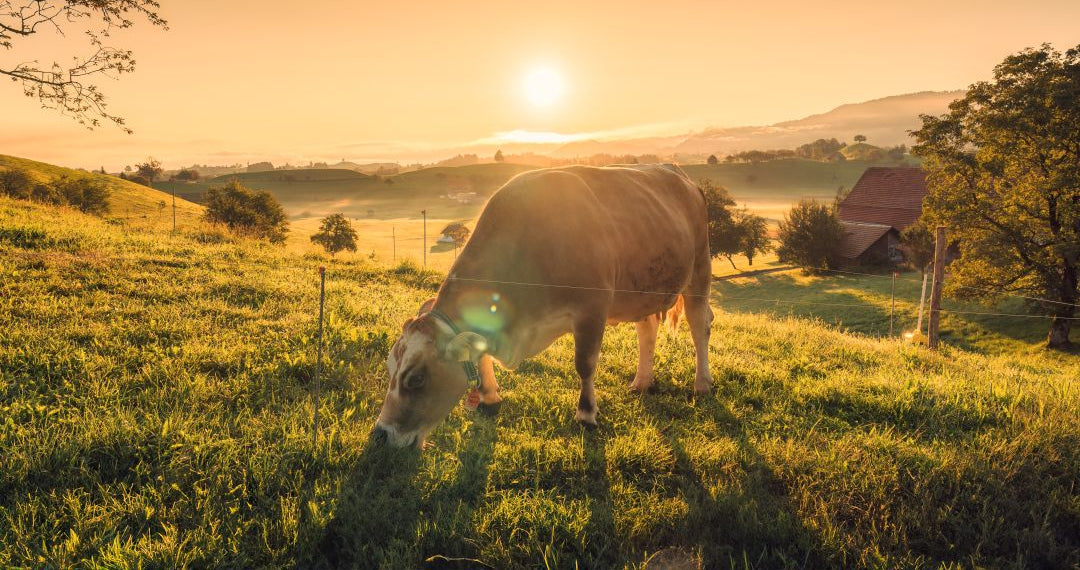 Eine Kuh grast auf einer sonnigen Weide bei Sonnenaufgang; ländliche Landschaft mit Zaun, Bäumen, Hügeln und einem Bauernhof mit Scheune im Hintergrund.