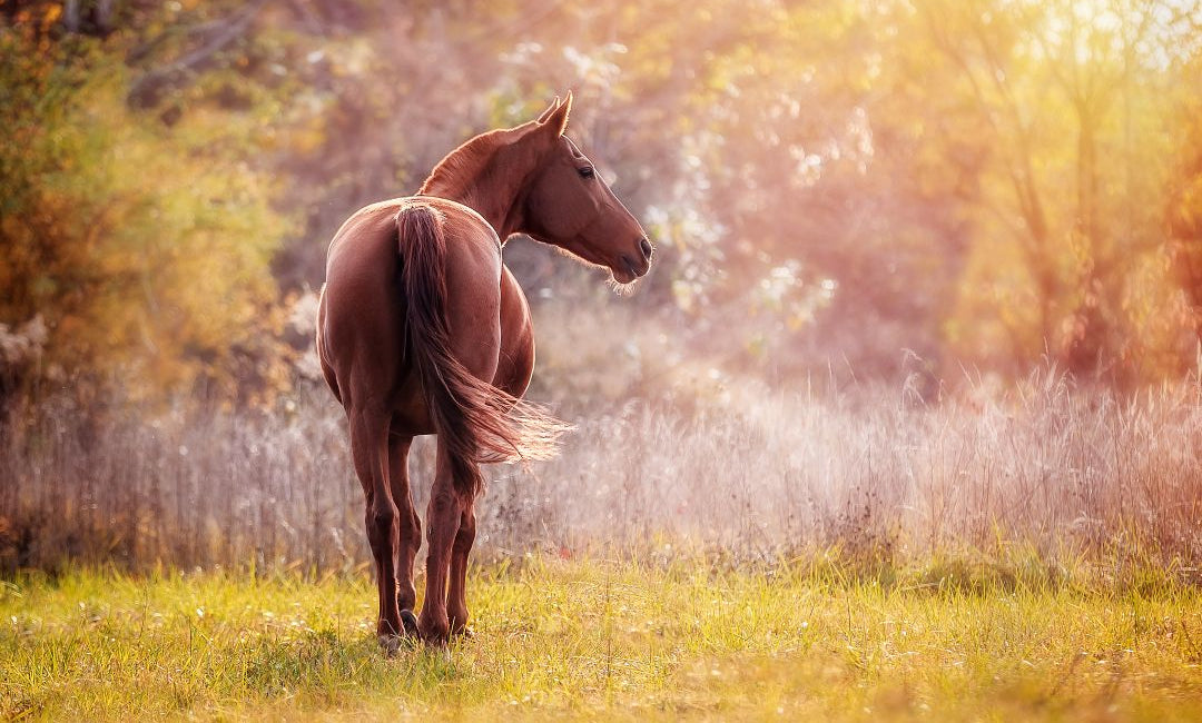 Braunes Pferd im goldenen Herbstlicht auf einer grasigen Wiese vor einem warm erleuchteten Wald.