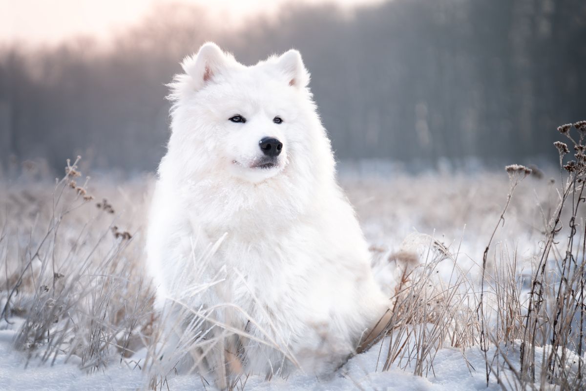 Weisser Samojedenhund sitzt in einem verschneiten Feld, umgeben von trockenen Gräsern; im Hintergrund unscharfer Wald und sanftes Licht am Himmel.