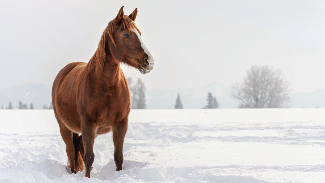 Braunes Pferd mit weisser Gesichtszeichnung steht im tiefen Schnee einer offenen Winterlandschaft; unscharfe Bäume im Hintergrund.
