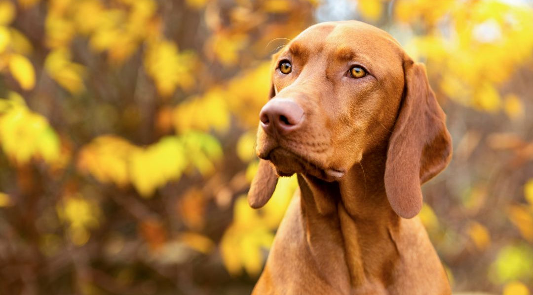 Brauner Vizsla-Hund mit langen Ohren vor einer Herbstlandschaft mit gelben Blättern im Hintergrund