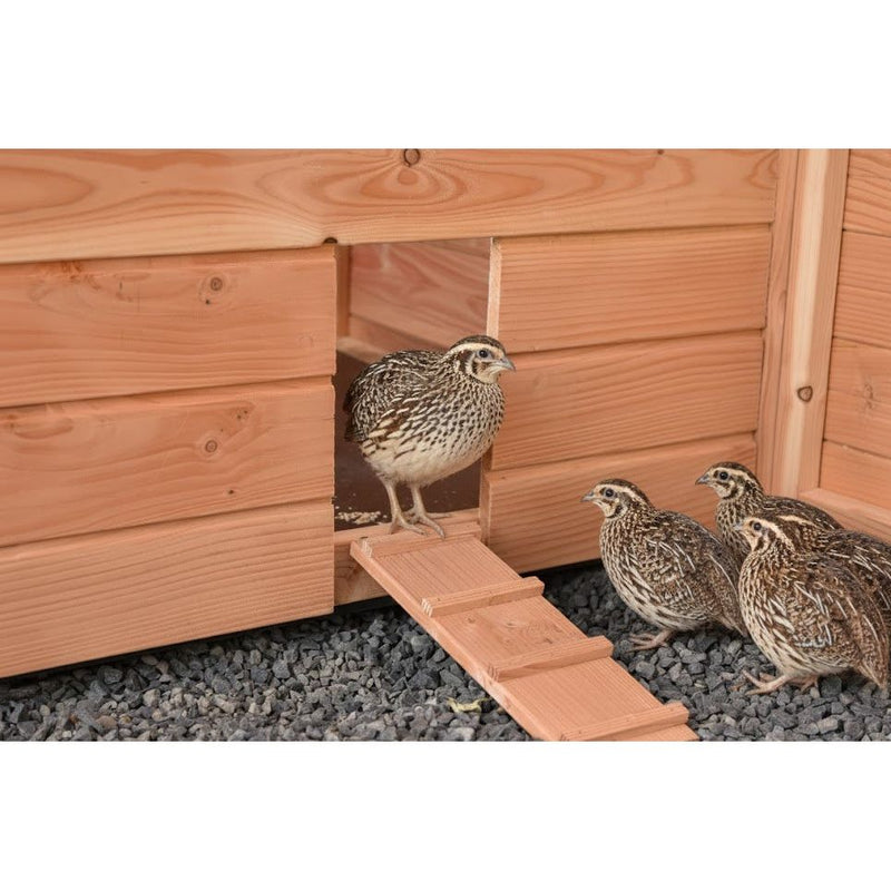 Conigliera fortunata per quaglie con corridoio