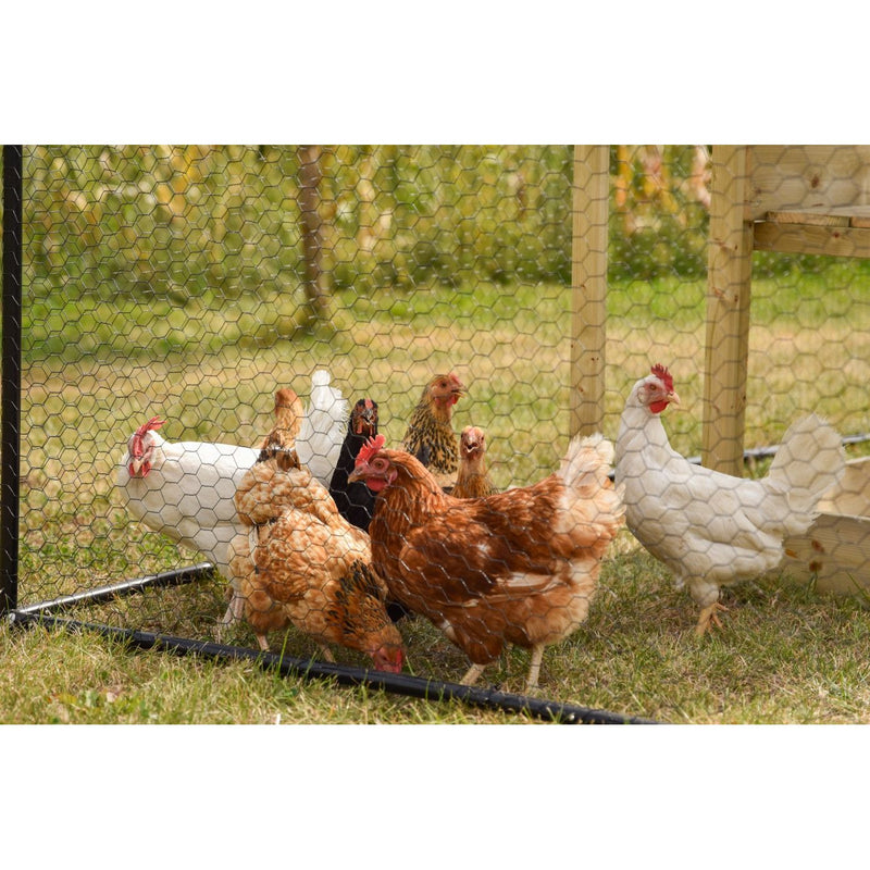 Gruppe Hühner hinter Drahtzaun im Freien auf grasigem Untergrund, weisse, braune und schwarze Hühner in einem Gartengehege.