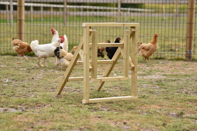 Starter-Set für Hühner