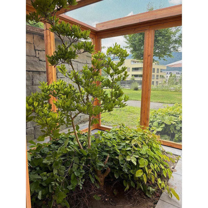 Gitter-Dach-Voliere-Stall-Lucky