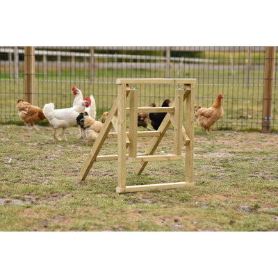 Holzrahmen-Konstruktion in einem Hühnergehege, umgeben von mehreren Hühnern, Drahtzaun im Hintergrund