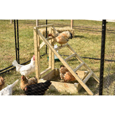 Mehrere Hühner auf einer selbstgebauten Holztreppe in einem eingezäunten Hühnergehege im Freien.