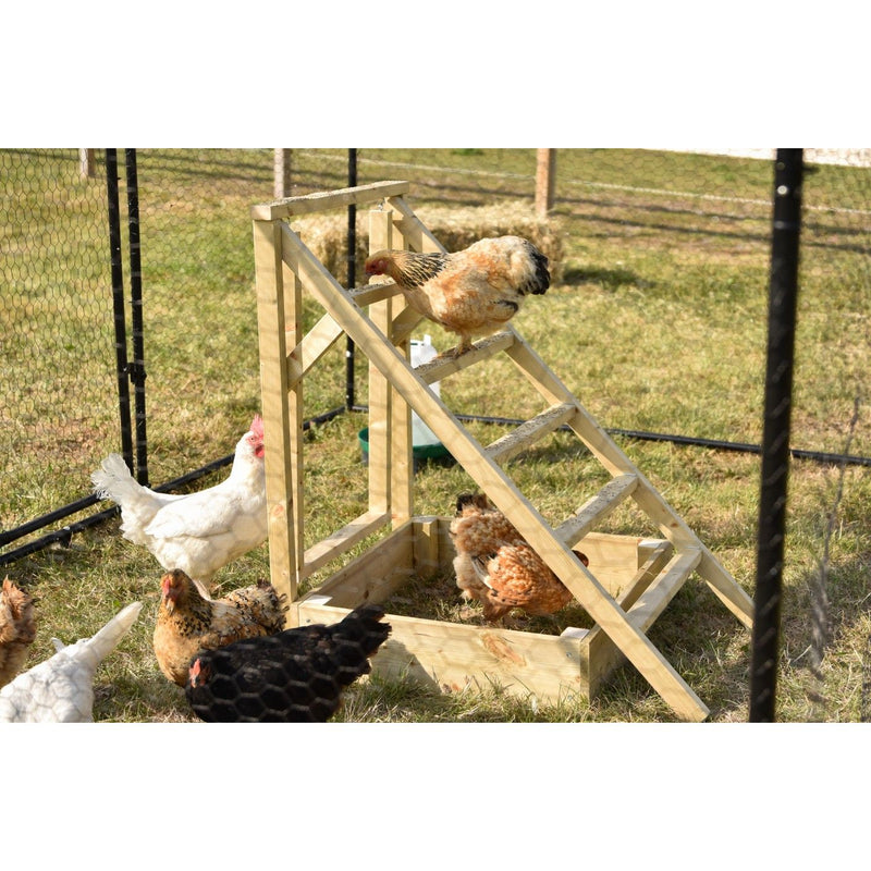 Mehrere Hühner auf einer selbstgebauten Holztreppe in einem eingezäunten Hühnergehege im Freien.