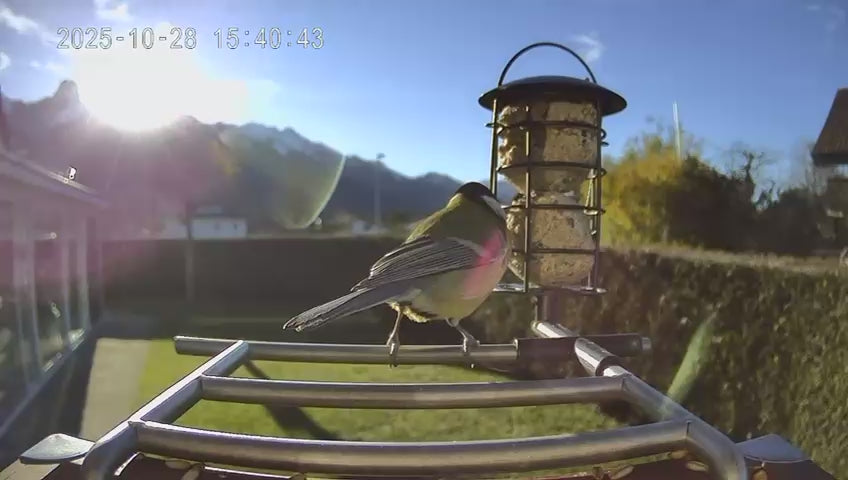 Vogelfutterhaus mit Kamera - Vogel sitzt an der Vogelfutterstation und frisst